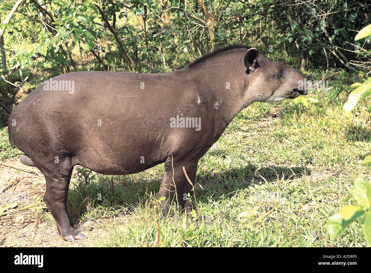 Amazon Brazil Tapir Tapirus terrestris anta a South American odd toed ungulate Stock Photo