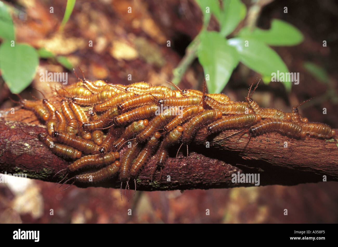 Amazon rainforest Ariau Rio Negro Brazil Small tree infested with colony of centipede like insects Stock Photo