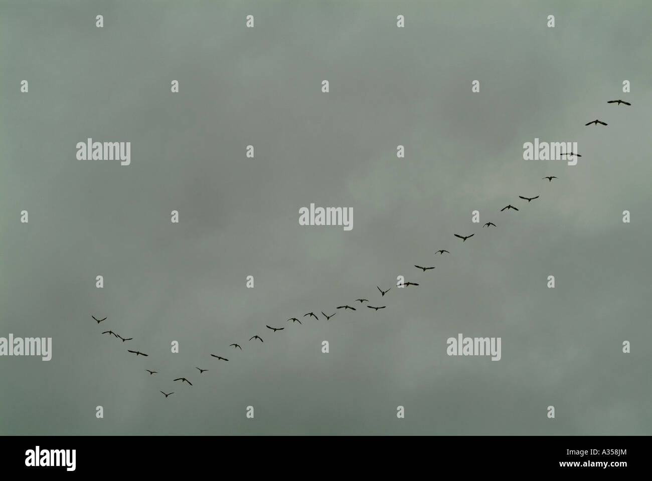 Snow geese flying in a V Stock Photo Alamy