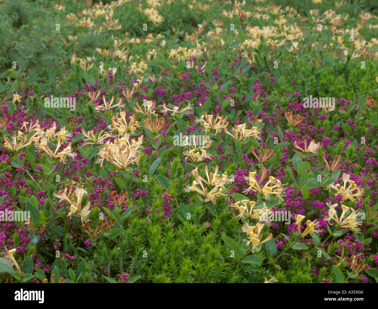 Honeysuckle (Lonicera periclymenum) and Bell Heather (Erica cinerea); Penrhyn Mawr, Holyhead, Anglesey, North Wales, UK. Stock Photo