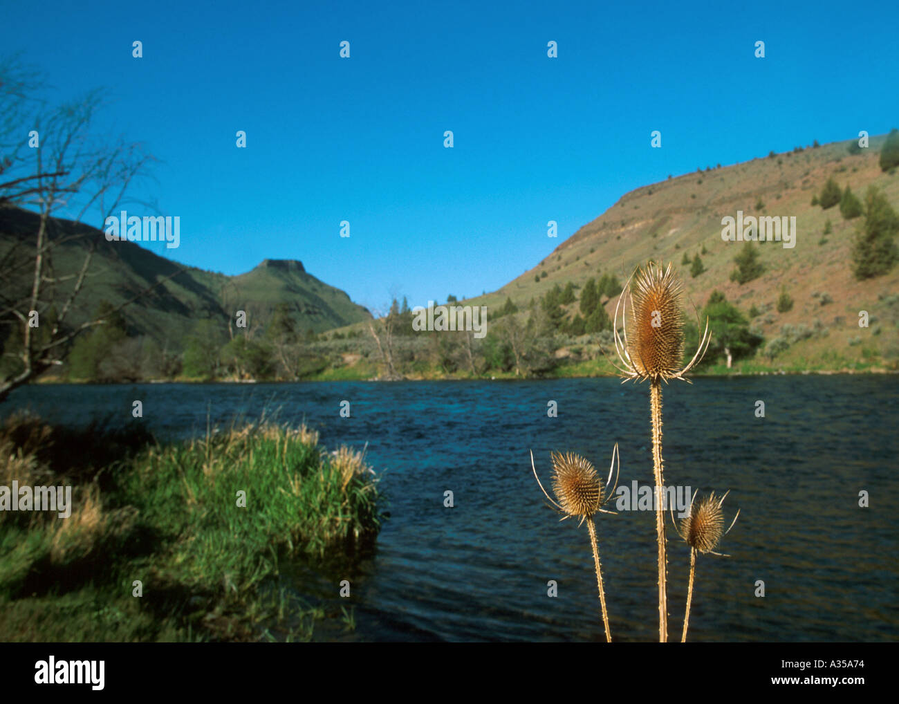 Landscape of the Deschutes River from Trout Creek Campground Stock