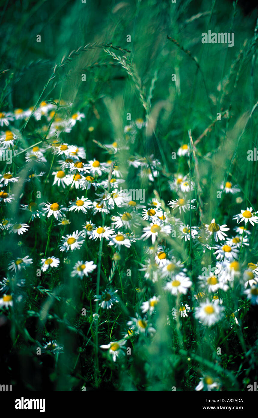 Chamomile in the field hi-res stock photography and images - Alamy