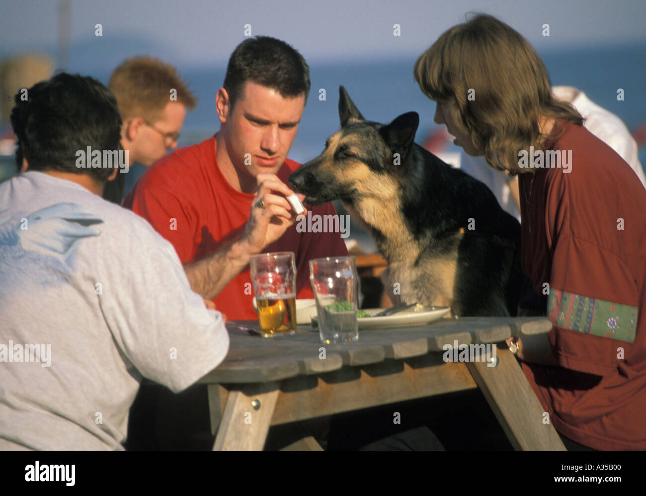 Beer Garden With People and Dog Stock Photo Alamy