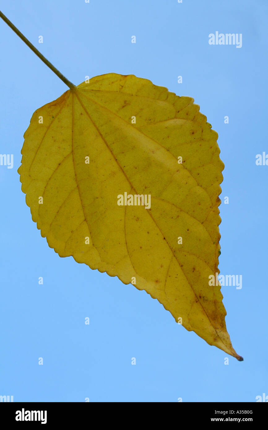Green Leaf in blue background Stock Photo - Alamy