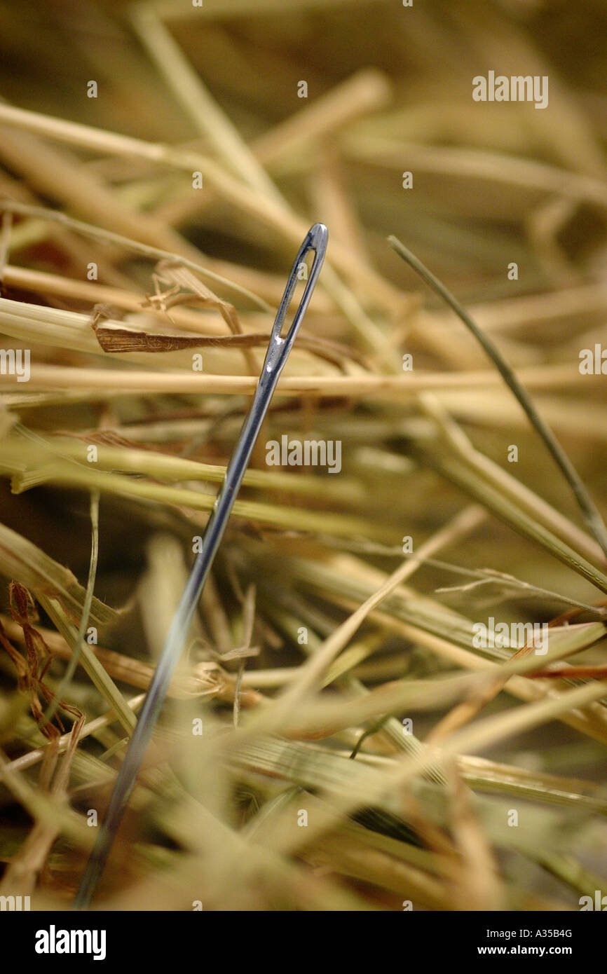 Needle in a Haystack Stock Photo Alamy