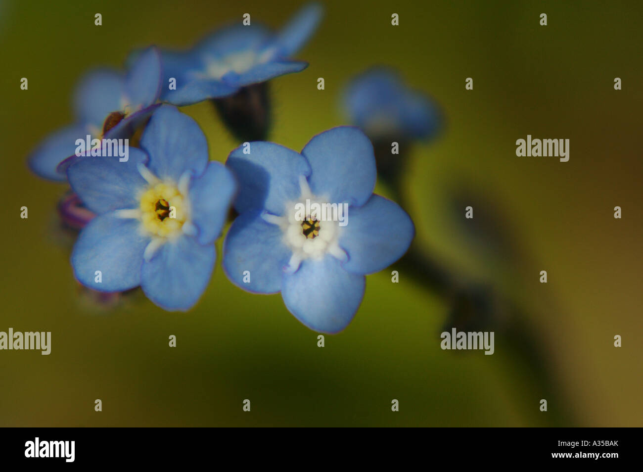Blue forget-me-knot flowers Stock Photo - Alamy