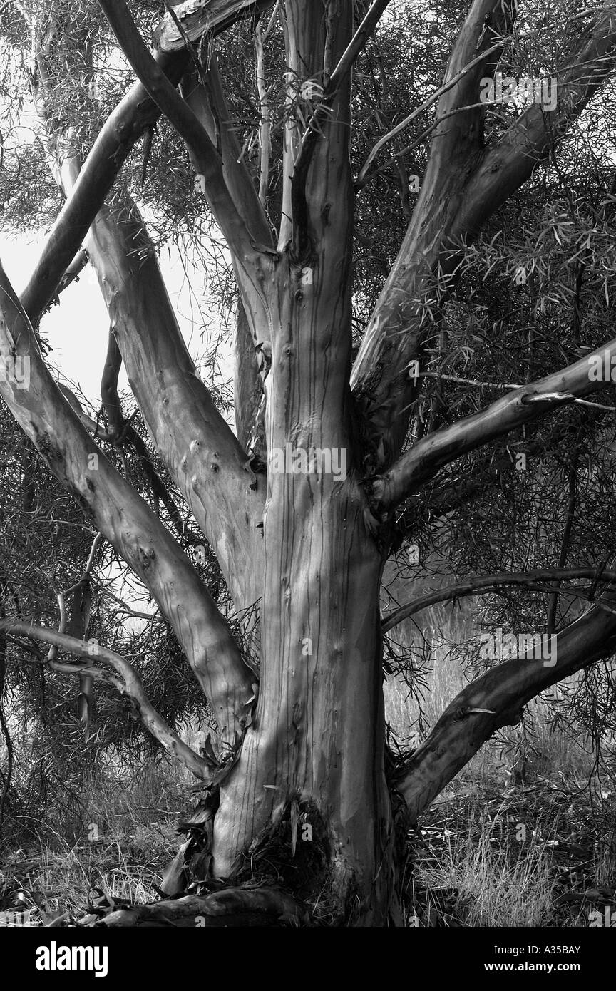 Gum tree Black and White Stock Photos & Images Alamy