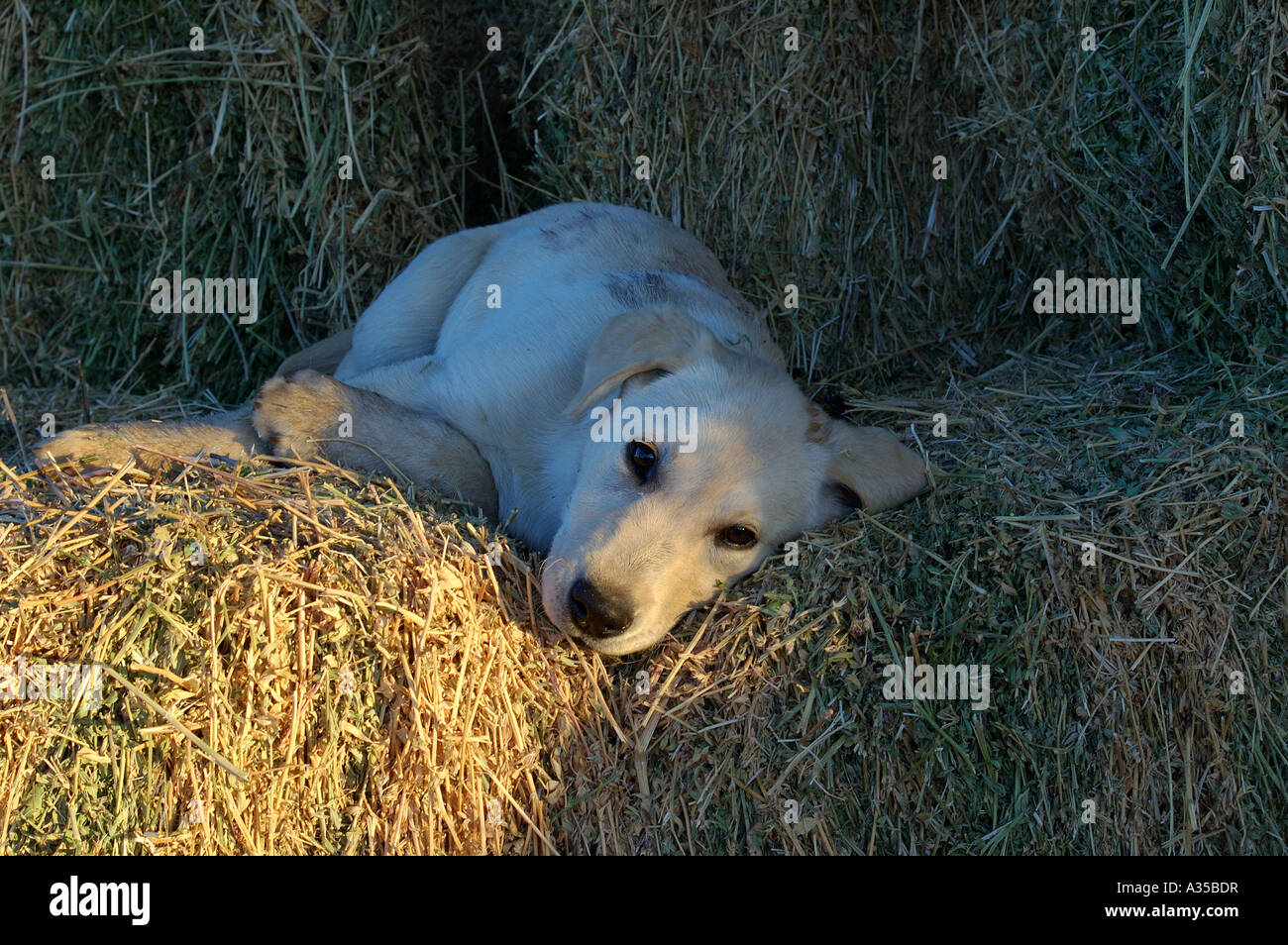 Tired puppy dog Stock Photo Alamy