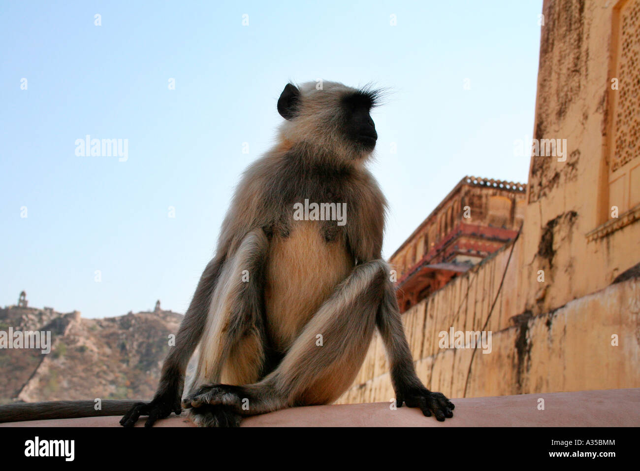 Monkey on the wall of Amber Fort, Jaipur, Rajasthan, India Stock Photo