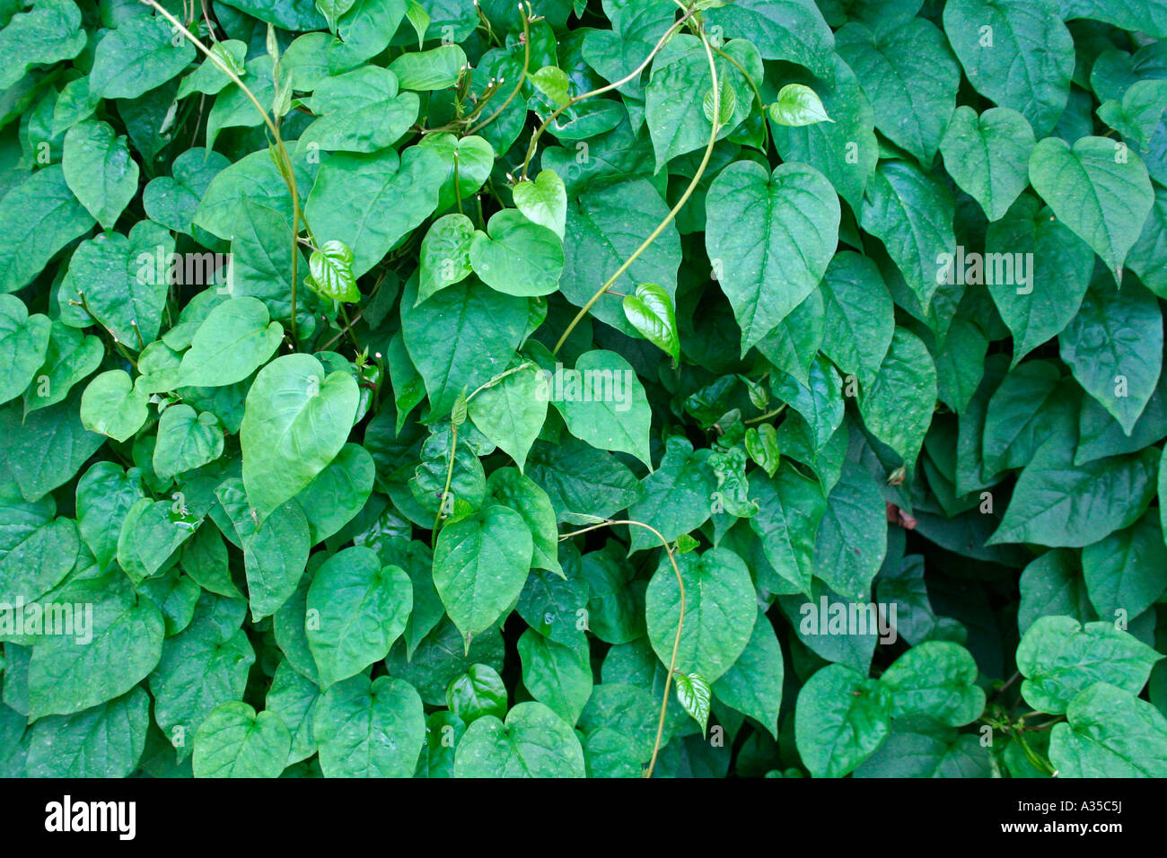 Background of green leaves Stock Photo