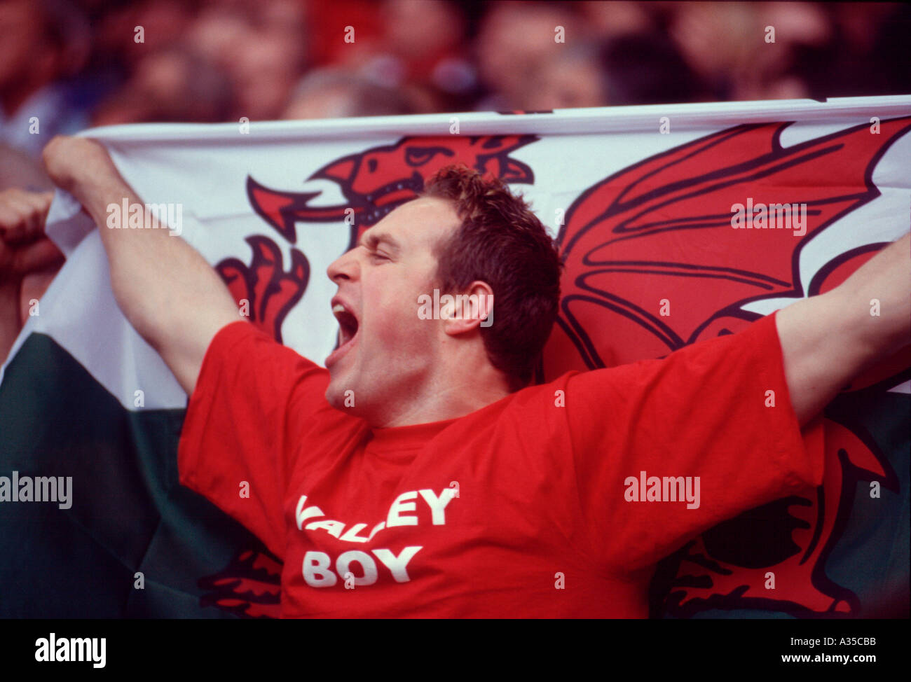 Welsh Rugby Dandelion Fans Welsh Rugby Fan at Cardiff s Millennium Stadium Stock Photo - Alamy