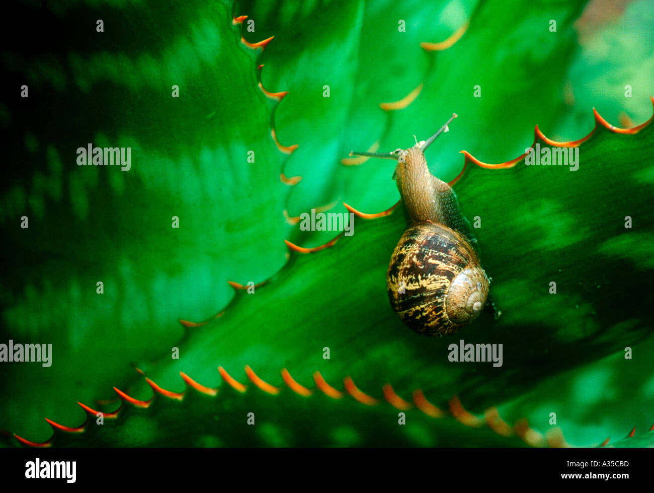 Garden Snail on Agave Leaf Stock Photo