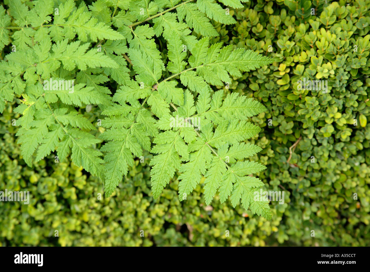 Woodland floor with ferns hi-res stock photography and images - Alamy