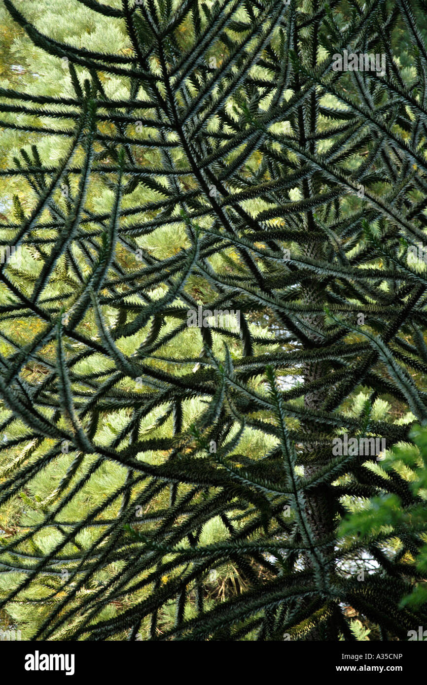 Monkey Tail Tree Stock Photo Alamy