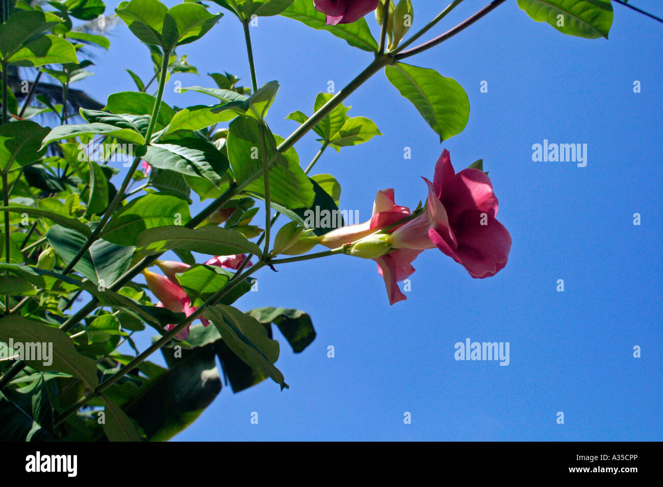Flowers, leaves, blue sky Stock Photo