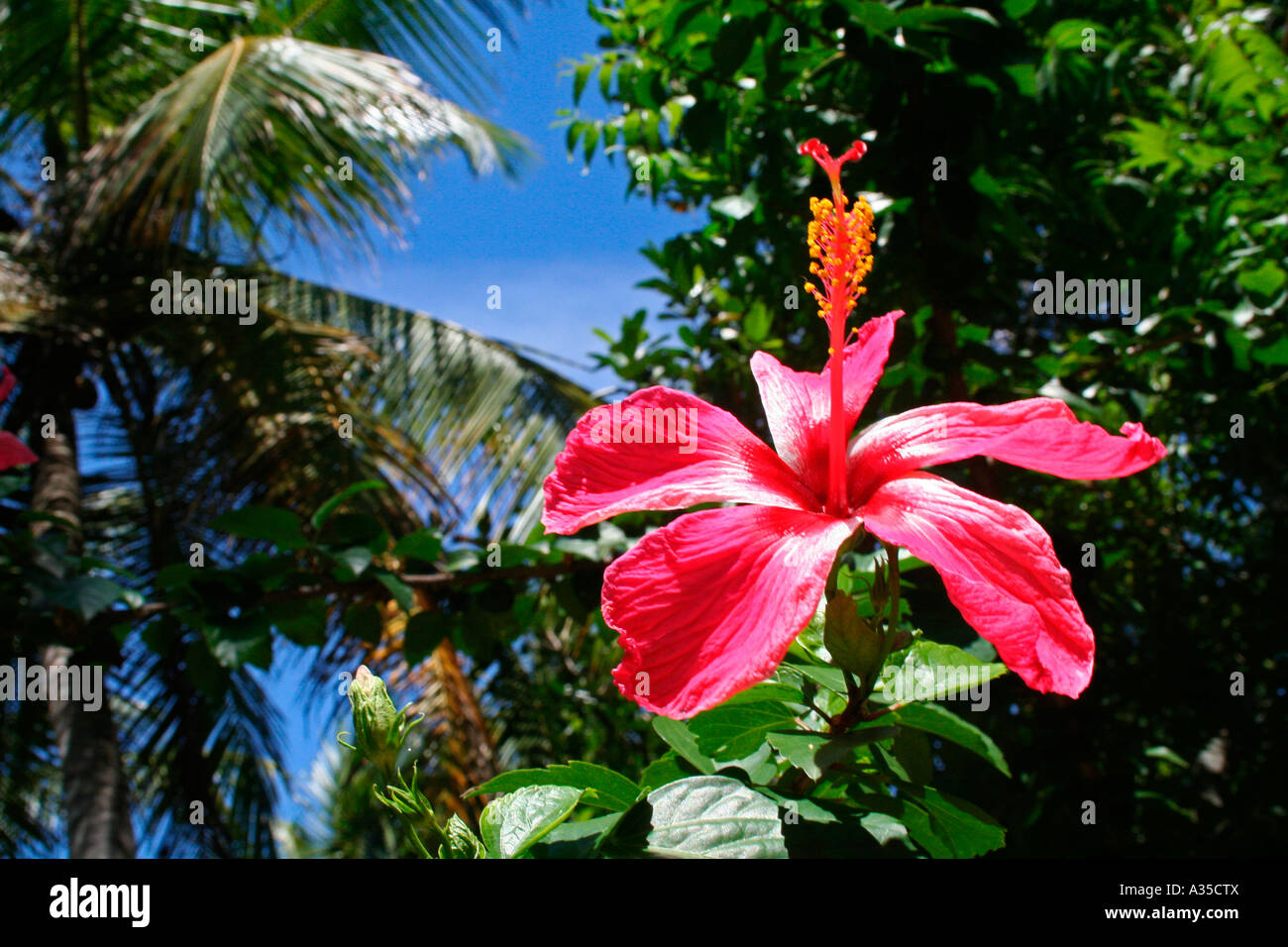 Hibiscus, a common tropical flower Stock Photo