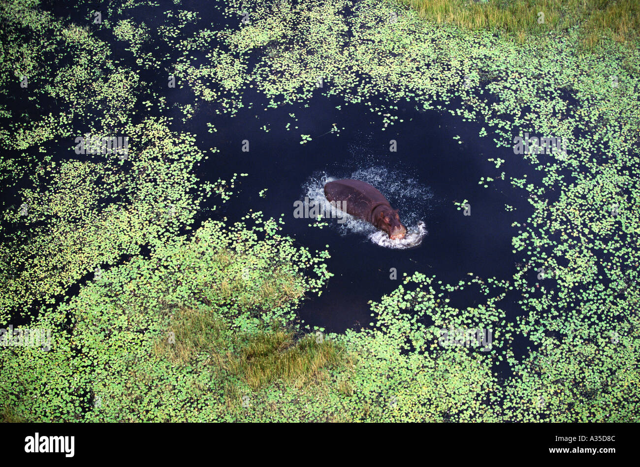 Hippo swimming in swamp Okavango delta Botswana Stock Photo