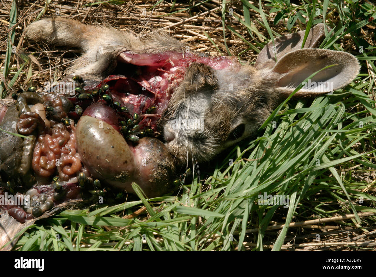 Dead Rabbit Stock Photo