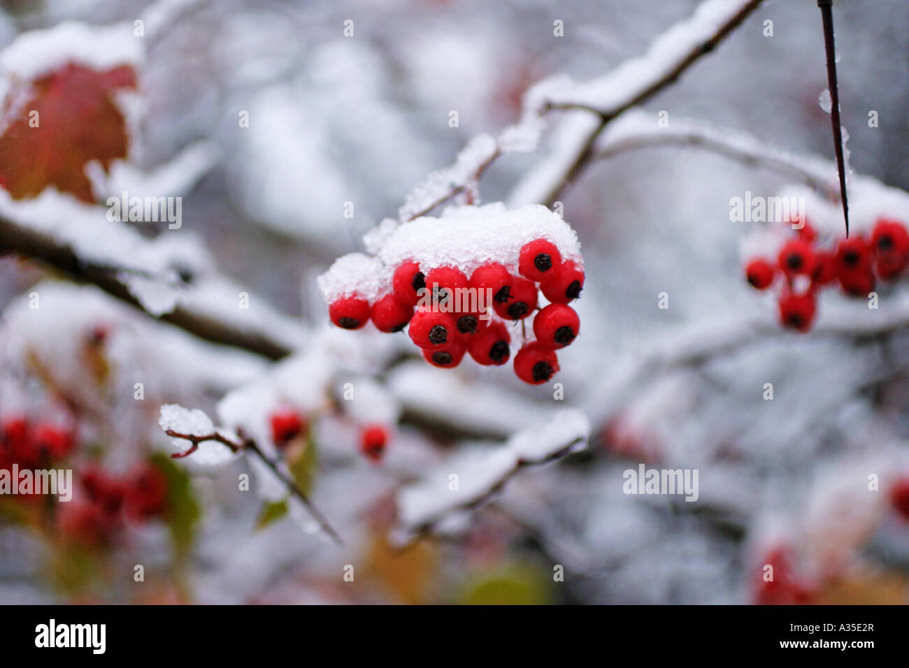 Red Berries with Snow Stock Photo - Alamy