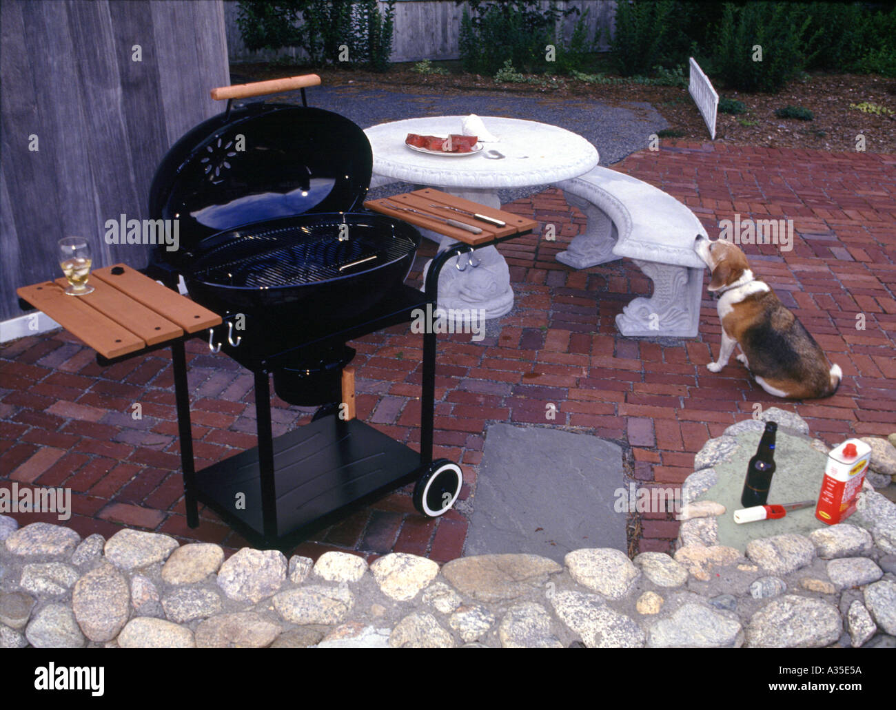 A beagle canine dog stares hungrily at a pile of uncooked steaks at a ...