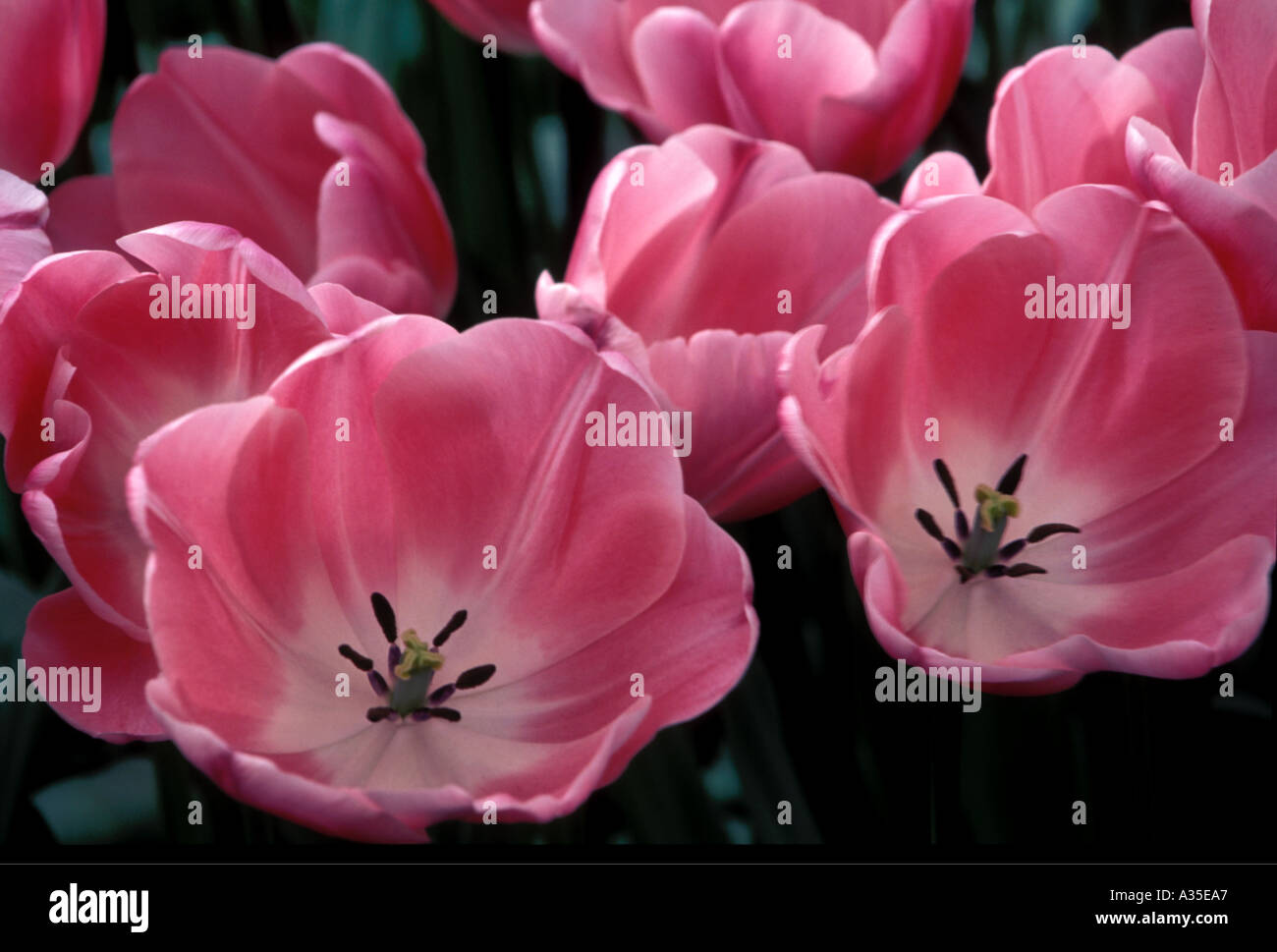 Pink tulips in Holland Stock Photo - Alamy