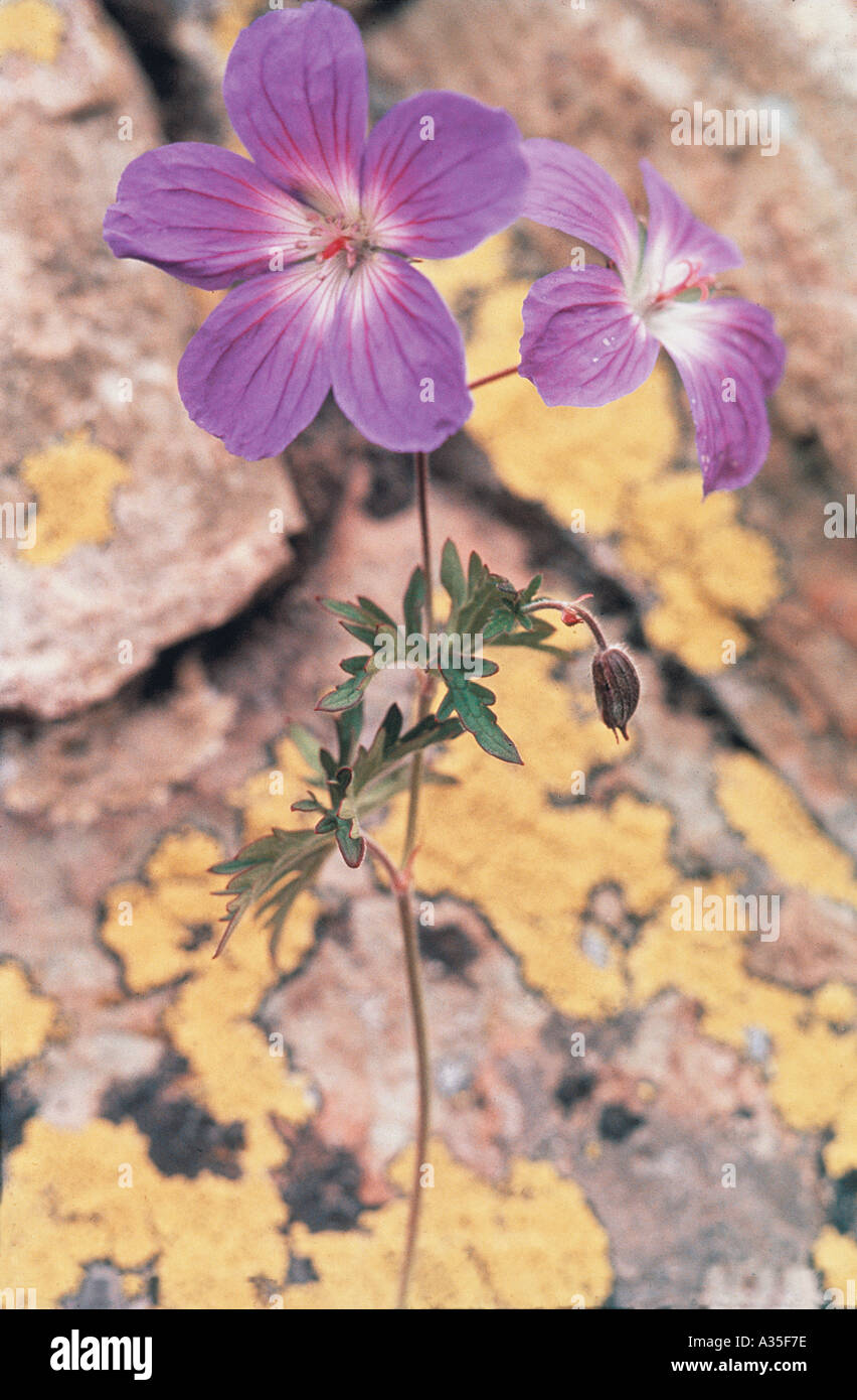 Himalayan flowers, Valley of Flowers, National Park, Ghangaria