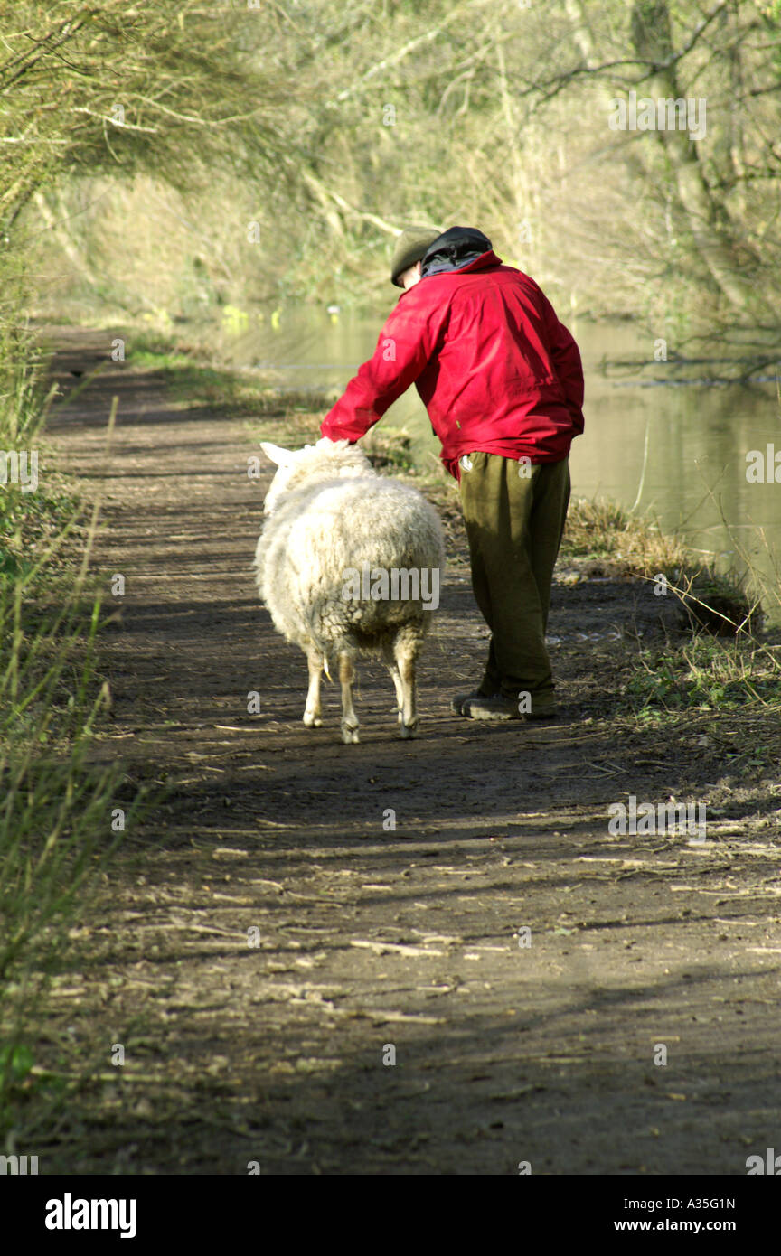 man taking pet sheep for a walk glamorgan canal fforest farm nature resereve withchurch cardiff south wales uk Stock Photo