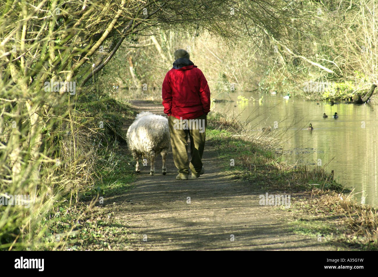 man taking pet sheep for a walk glamorgan canal fforest farm nature resereve withchurch cardiff south wales uk Stock Photo