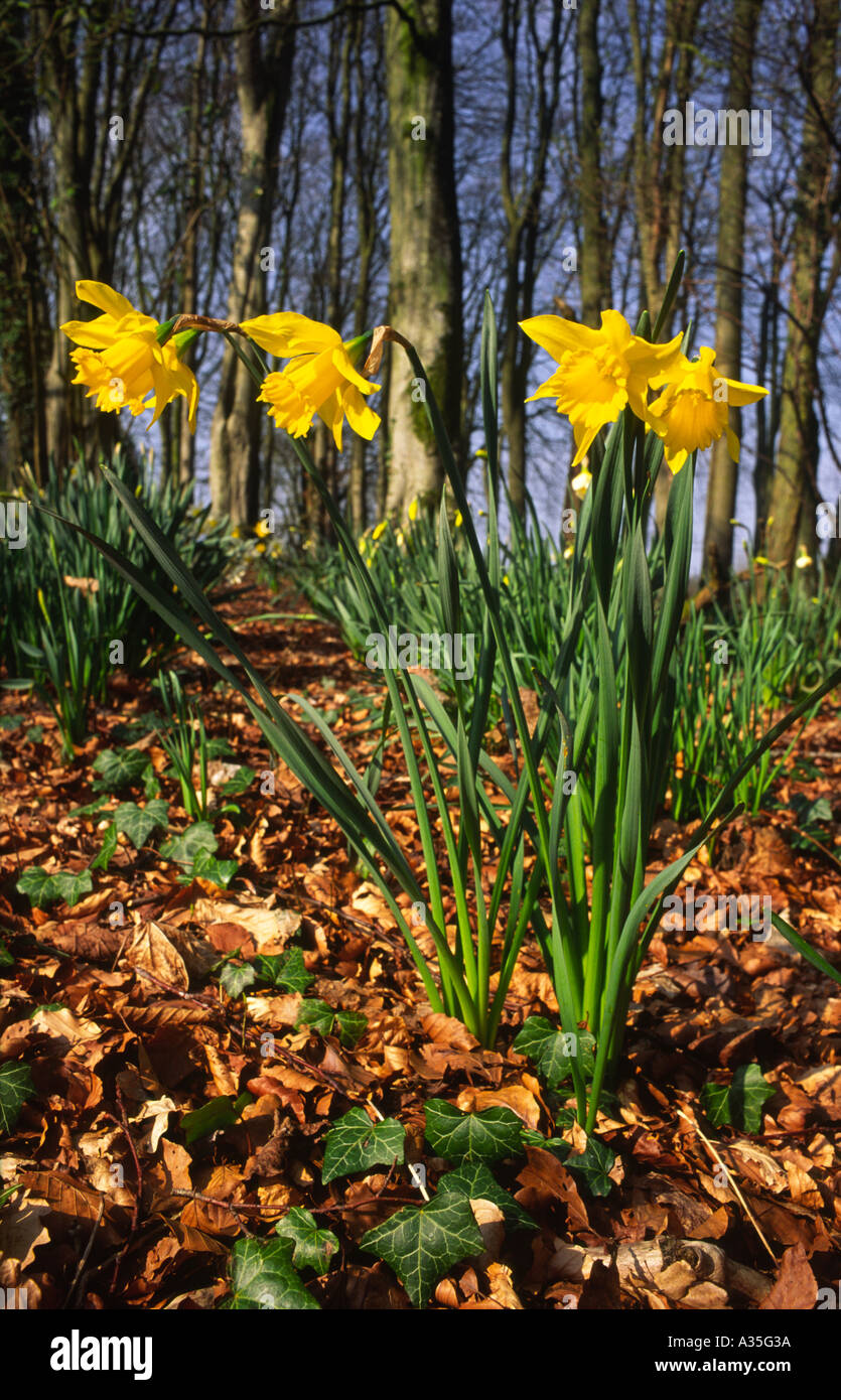 Daffodils Threave Gardens Stock Photo Alamy