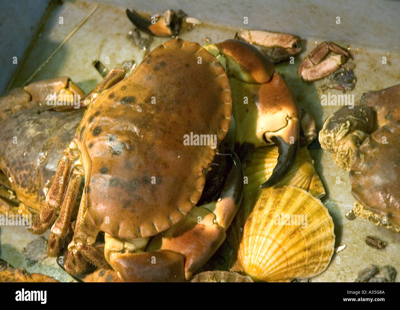 The Billingsgate Fish Market at Canary Wharf in London Stock Photo Alamy