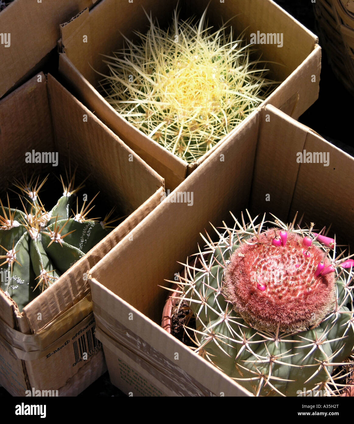 Cacti in boxes for sale to tourists Stock Photo - Alamy