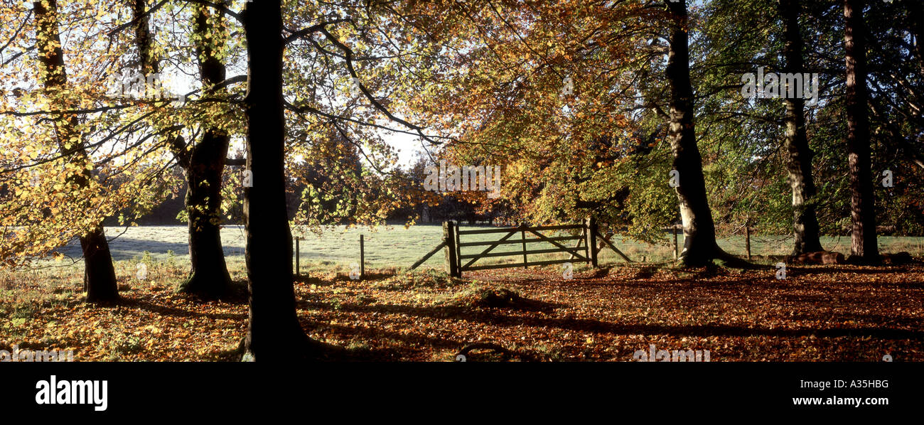 Autumn Woodland, Rural Crathes Castle. Banchory. Aberdeenshire. Grampian Region. Scotland.  GPAN 0052 Stock Photo