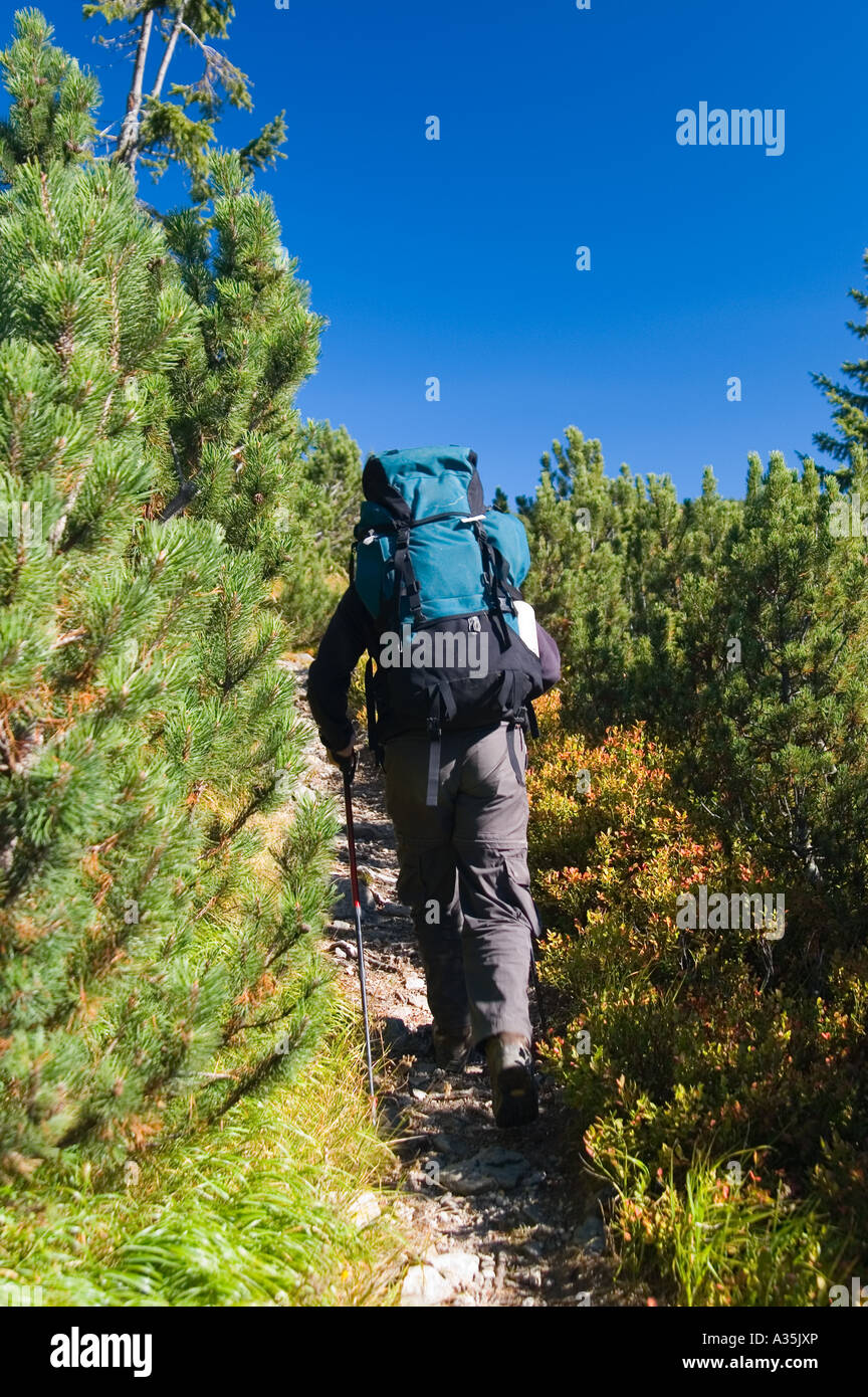 Tracker on trail with heavy backpack among alpine pine trees Stock ...