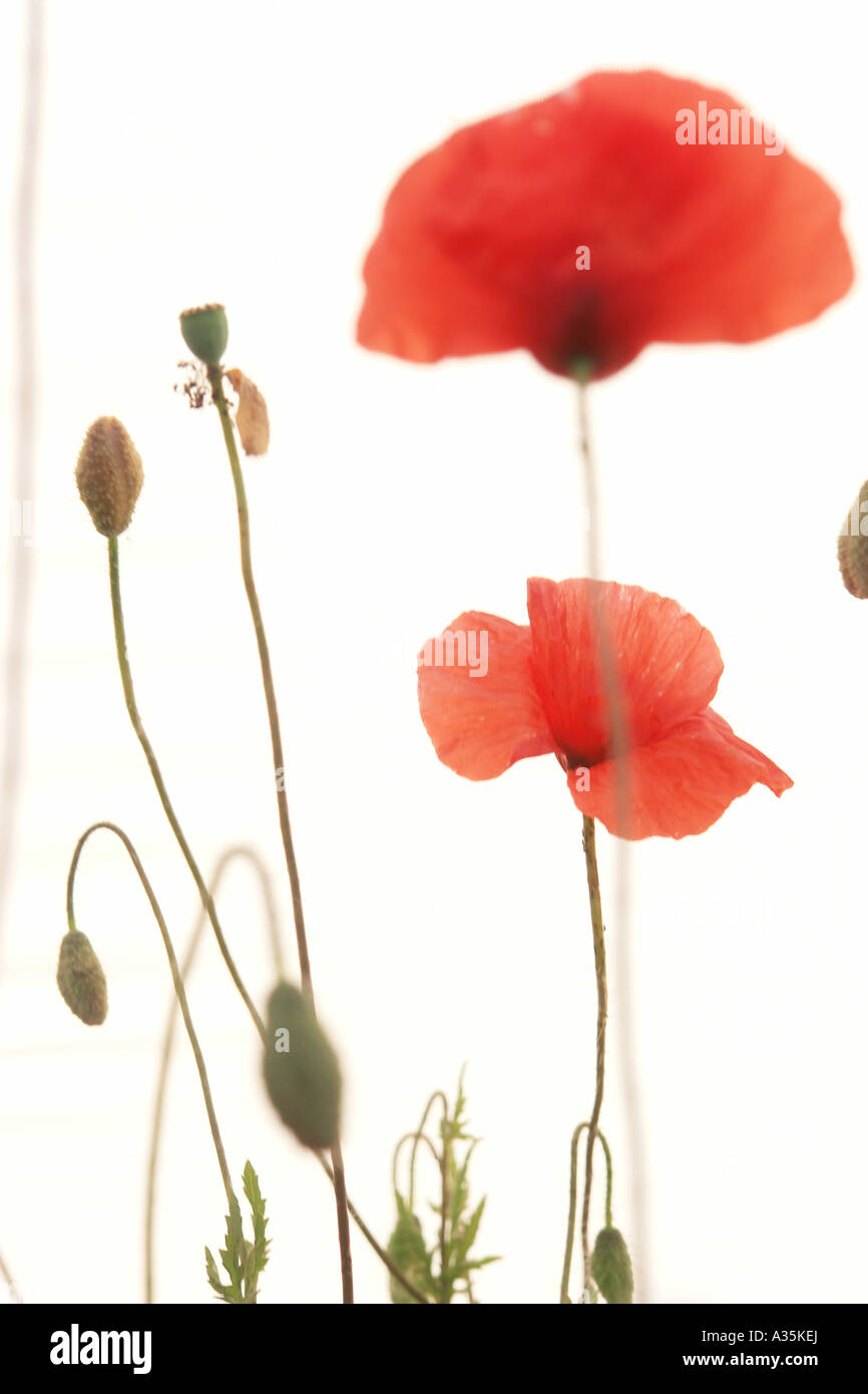 Poppy flowers poppies field Cut Out Stock Images & Pictures - Alamy