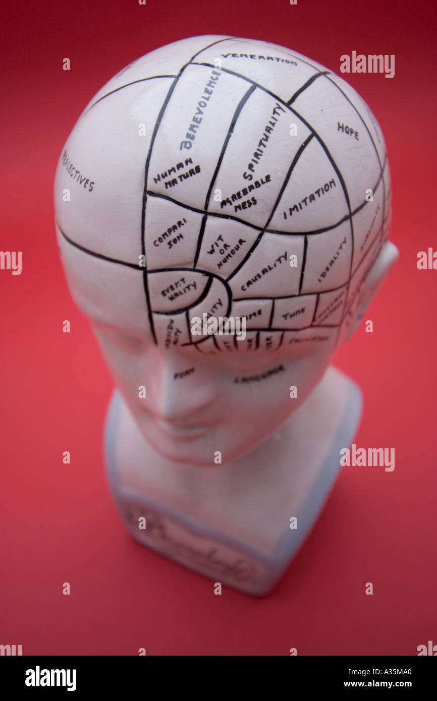 Phrenology head Science of morphology of skull Discovered by Austrian Franz Joseph Gall Stock Photo