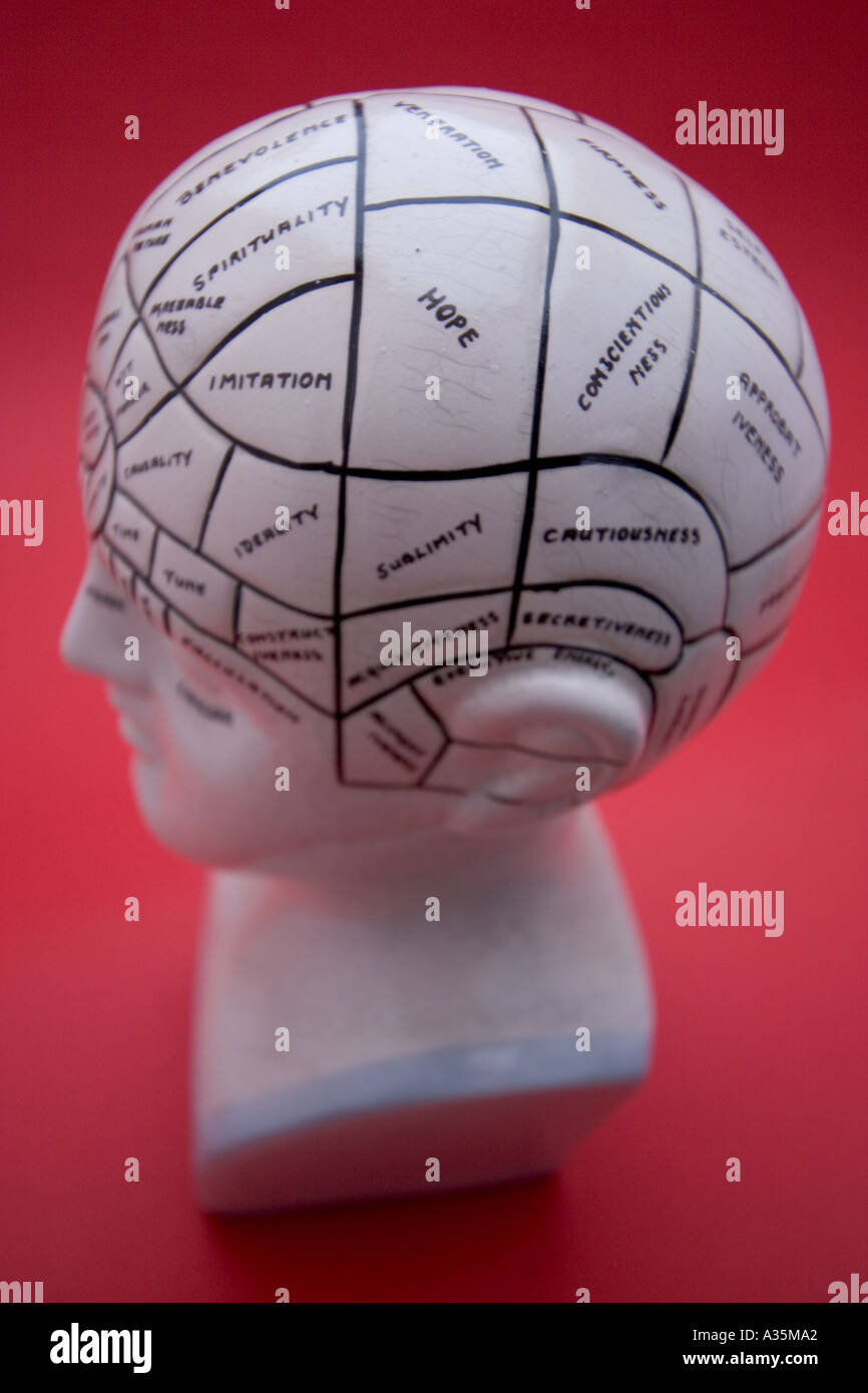 Phrenology head Science of morphology of skull Discovered by Austrian Franz Joseph Gall Stock Photo