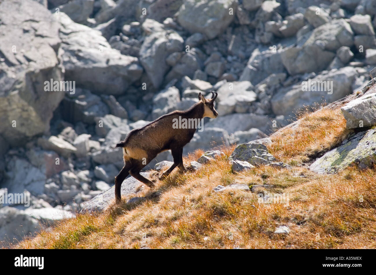 Vital Tatra Chamois Climbing Rocky Hillside In Mountains Stock Photo -  Download Image Now - iStock