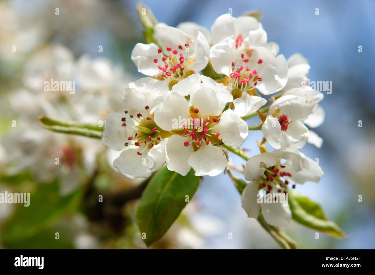 Pear Blossom Stock Photo