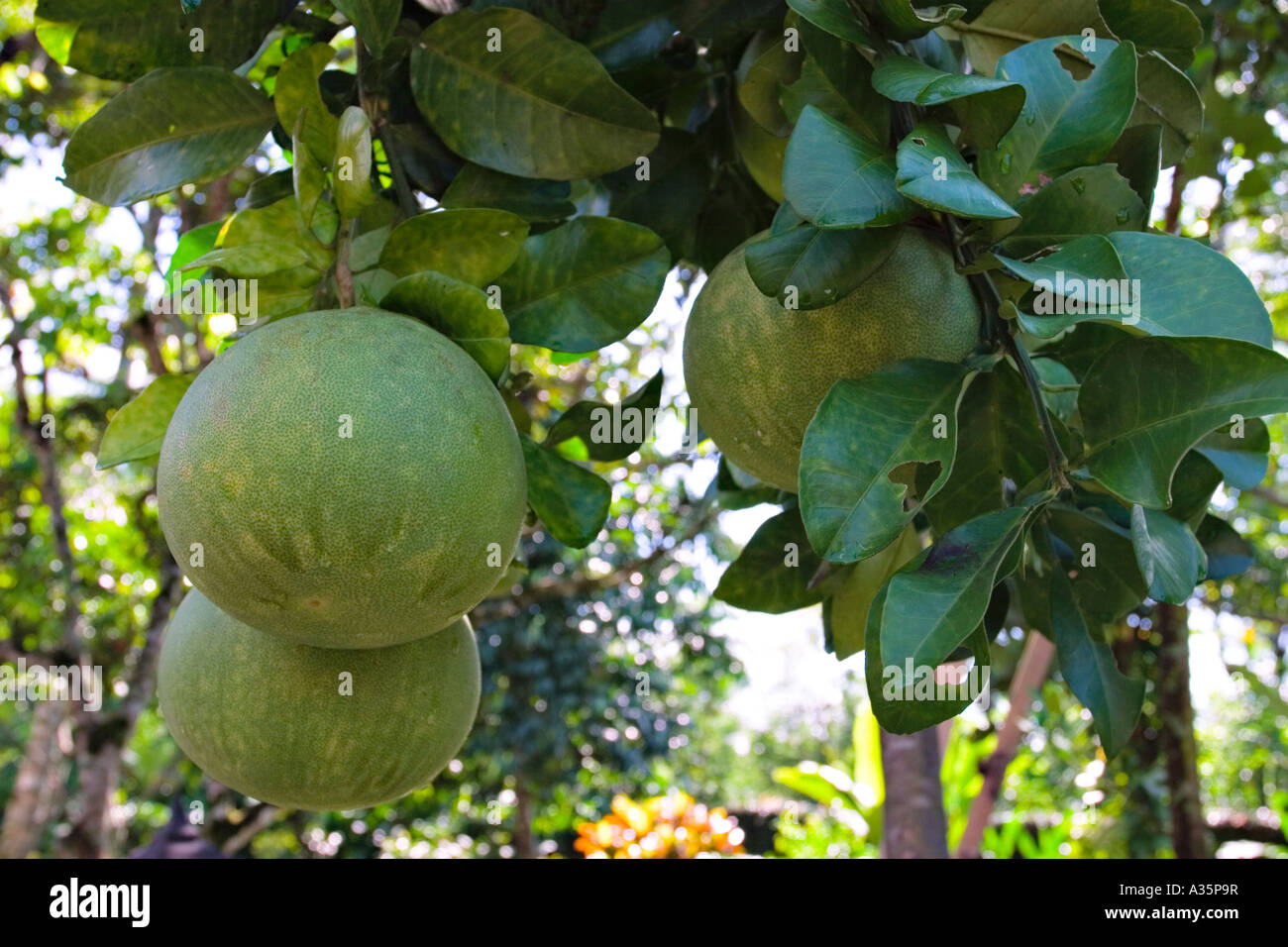 Pummelo, Pomelo, Citrus Maxima Stock Photo