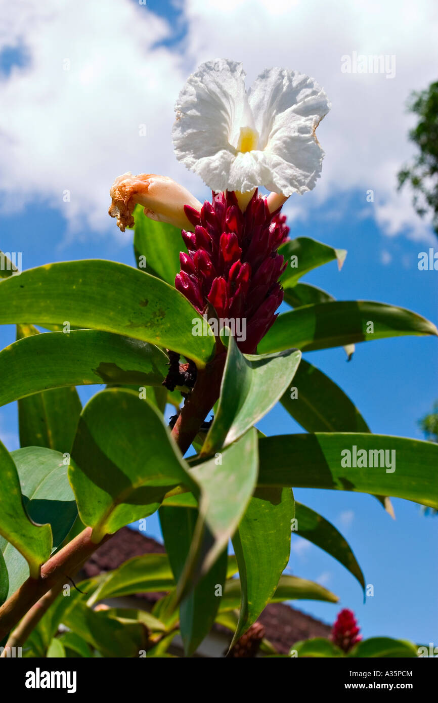 Crape ginger, Costus Speciosus, Java, Indonesia, Asia Stock Photo - Alamy