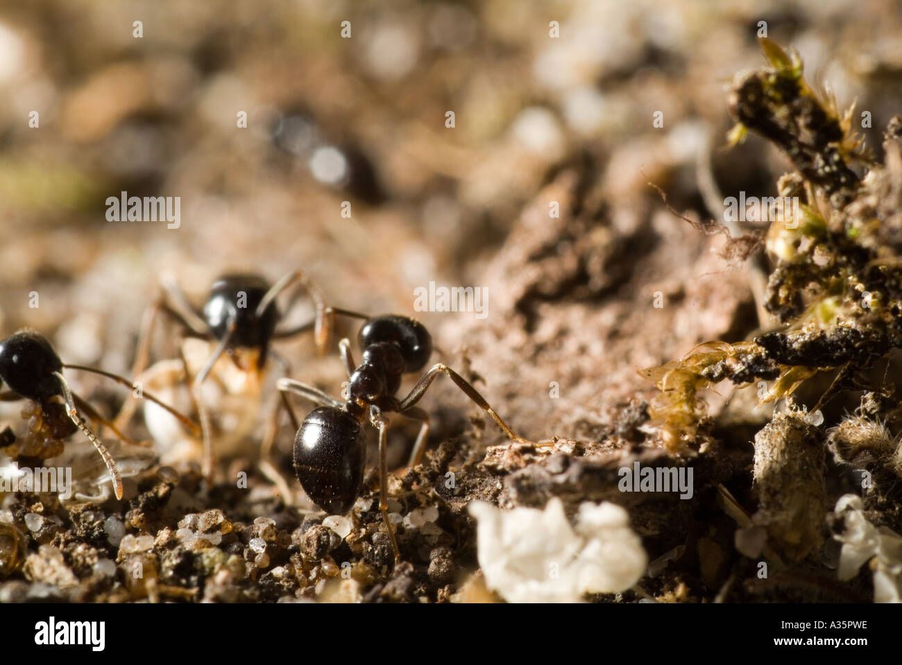 Oak ants hires stock photography and images Alamy