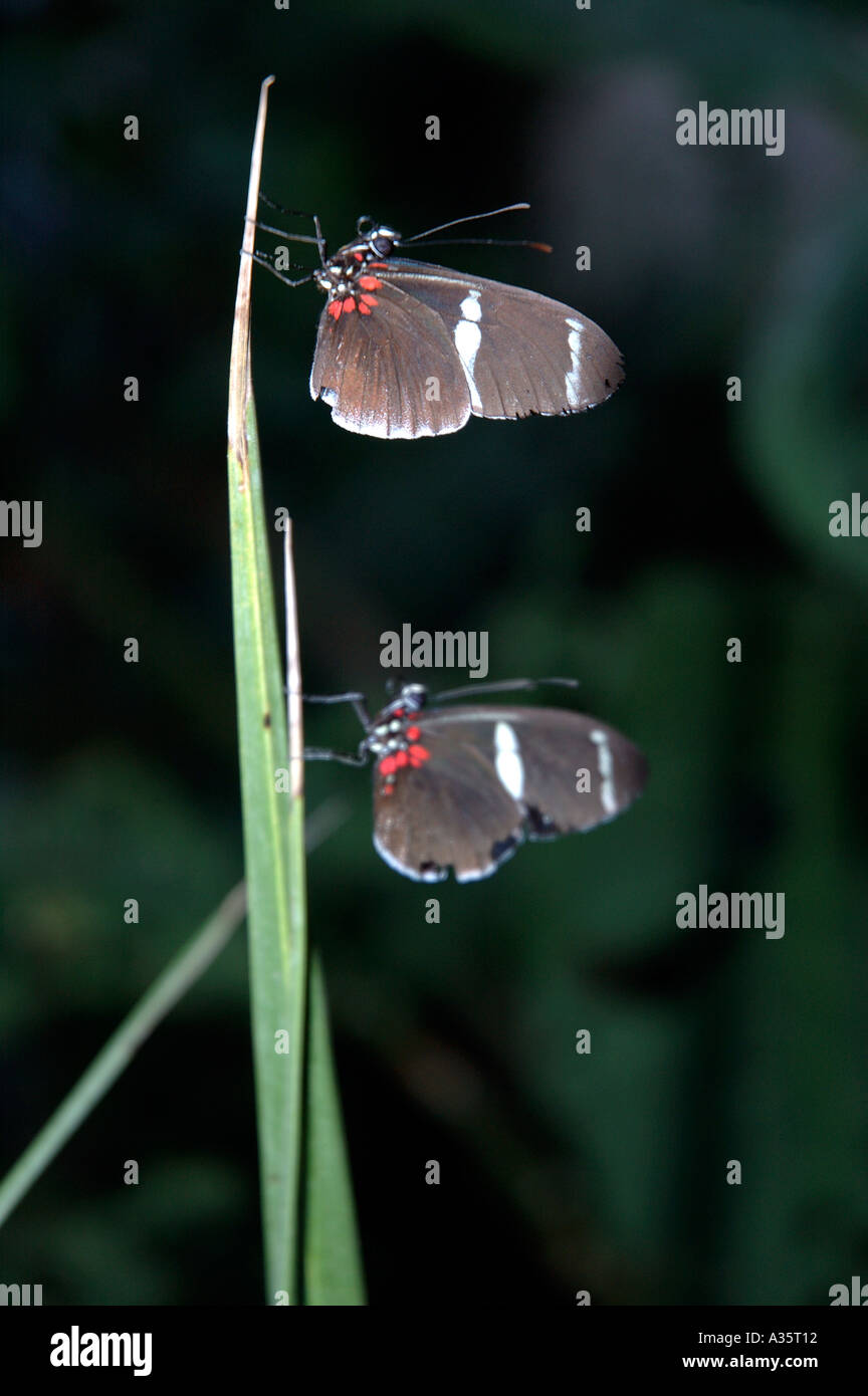 Butterflies Wye Valley Butterfly Farm and Zoo Symonds Yat Herefordshire England Stock Photo Alamy
