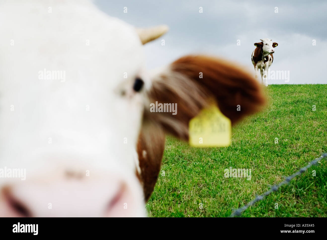 Two Cows On Pasture Under Clowdy Sky Bavaria Germany Stock Photo