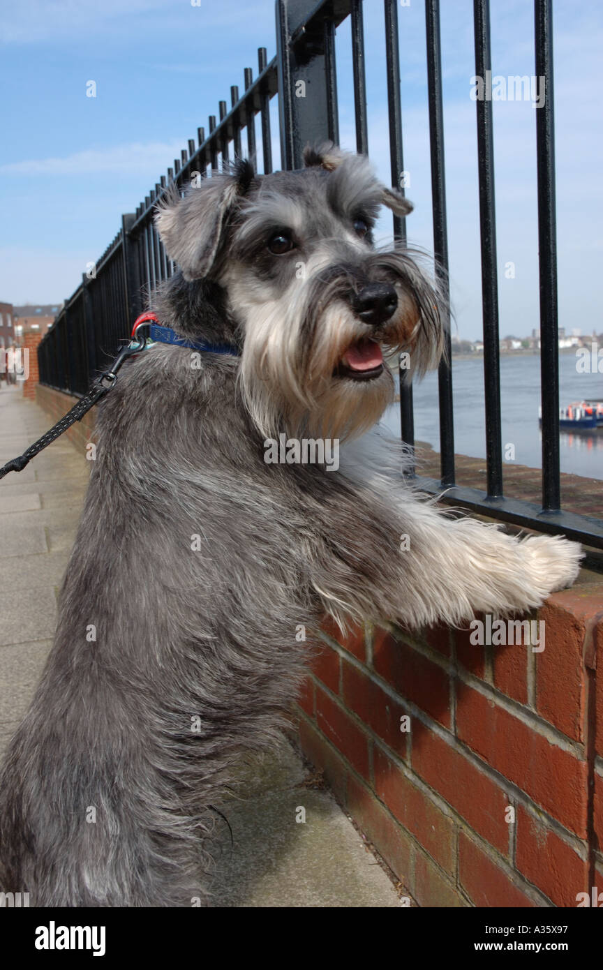 pedigree miniature schnauzer