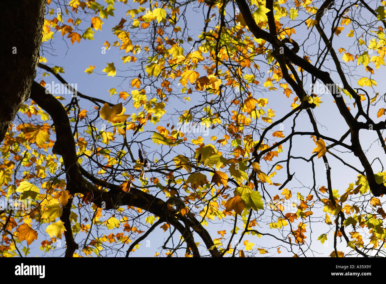 deciduous sycamore trees showing autumn colours against a blue sky in st Stephens Green Dublin City Centre Stock Photo