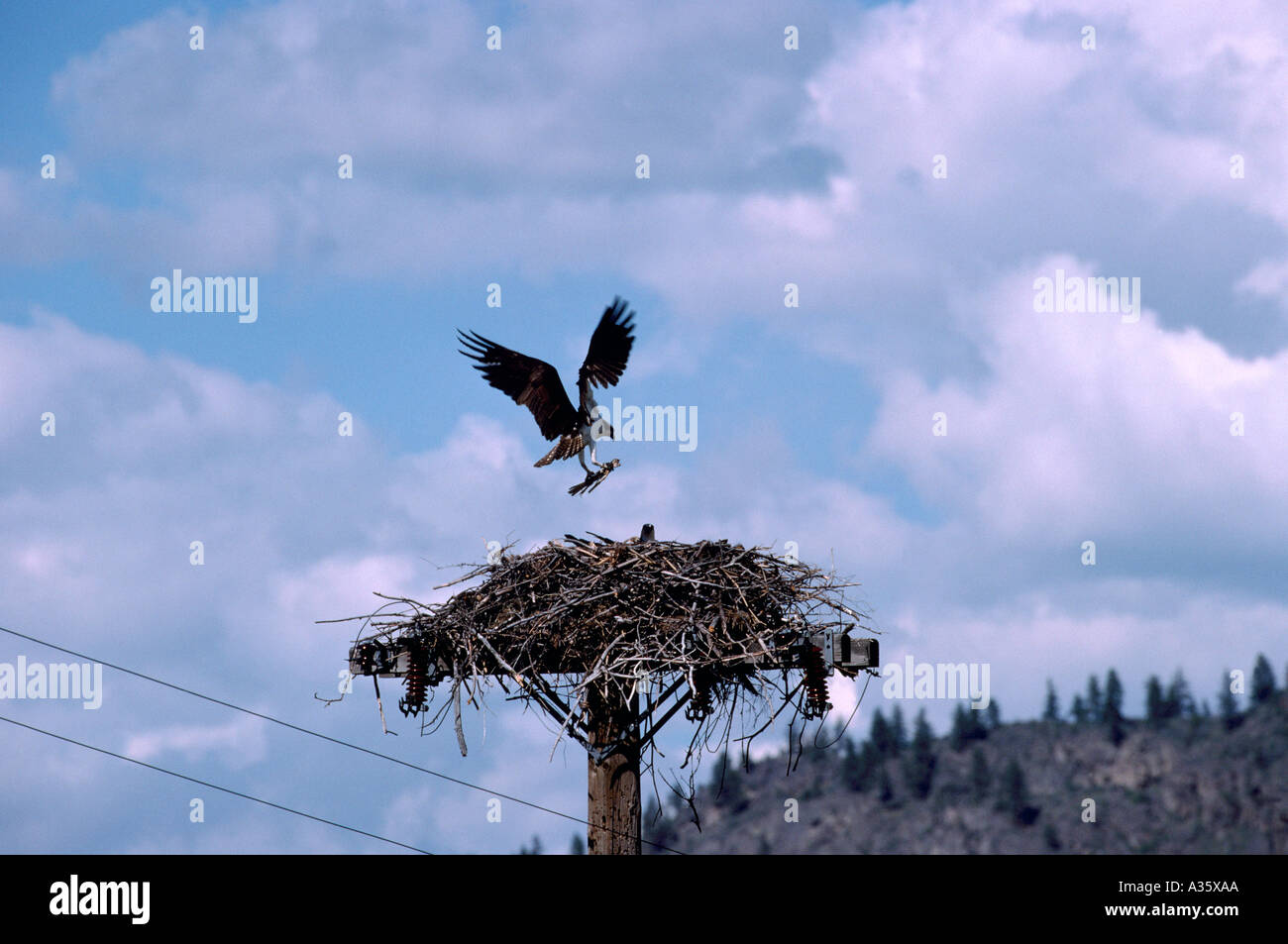 Osprey (Pandion haliaetus) building a Nest on Top of Pole Okanagan, BC, British Columbia