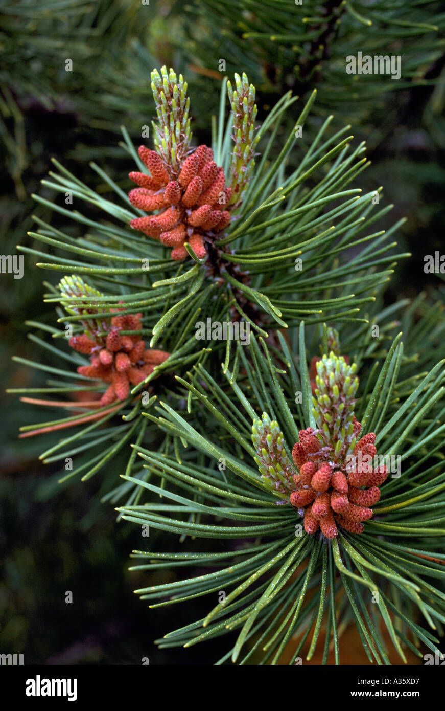 Pollen Cones and Needles on a Lodgepole Pine Tree (Pinus contorta latifolia), British Columbia, Canada Stock Photo