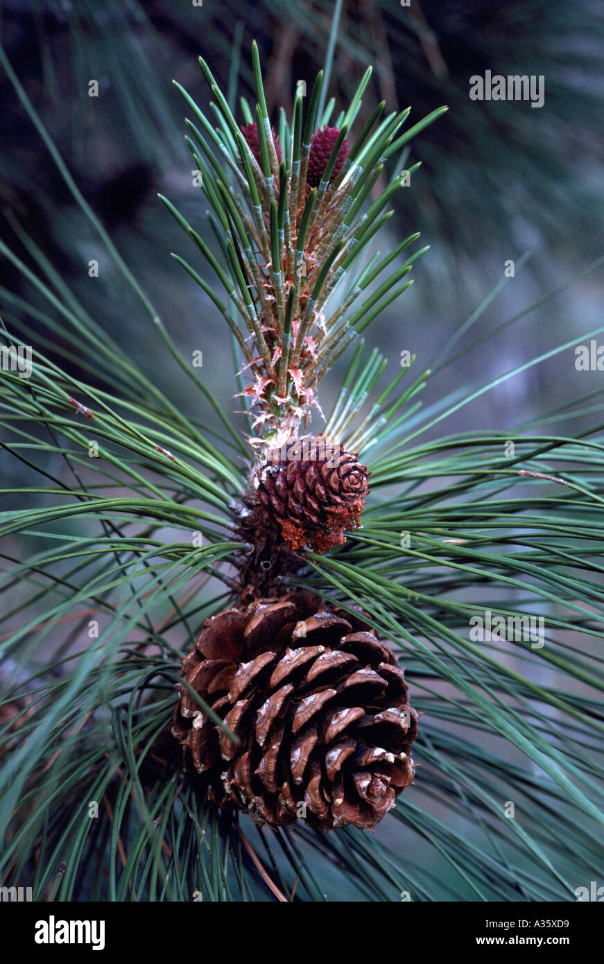 Needles and Seed Cones of a Ponderosa Pine (Pinus ponderosa) Tree in British Columbia Canada Stock Photo
