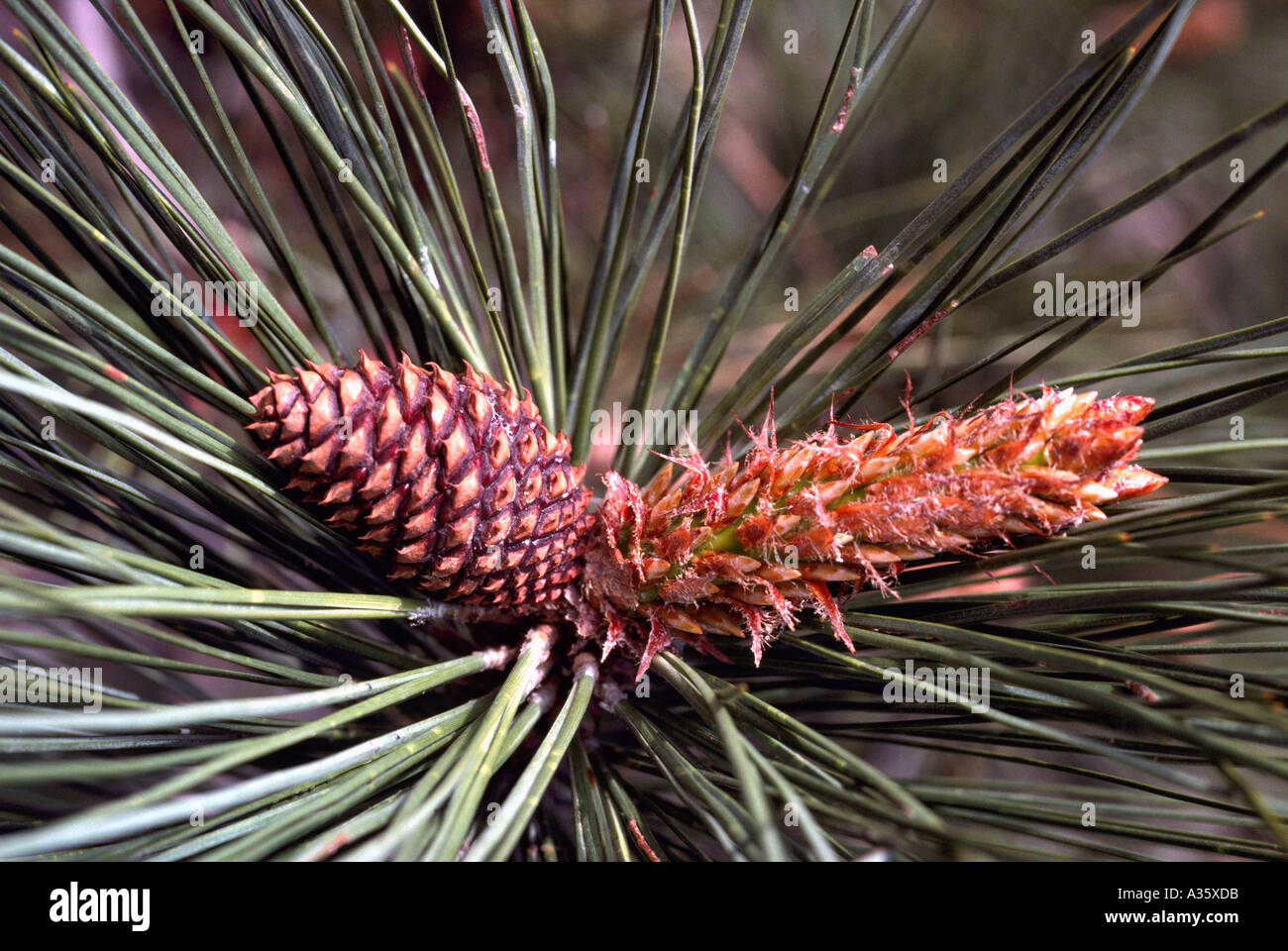 Needles and Seed Cone on Lodgepole Pine Tree or Pinus contorta latifolia in British Columbia Canada Stock Photo
