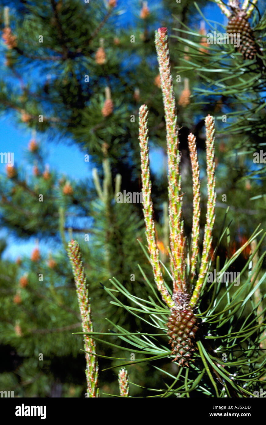 New Growth and and Seed Cone on Lodgepole Pine Tree or Pinus contorta latifolia in British Columbia Canada Stock Photo